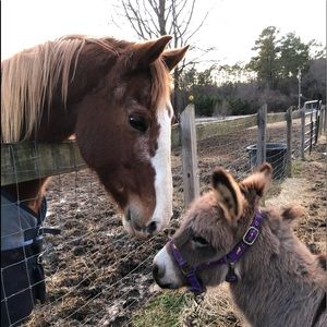 Meet your Posher, Dawn